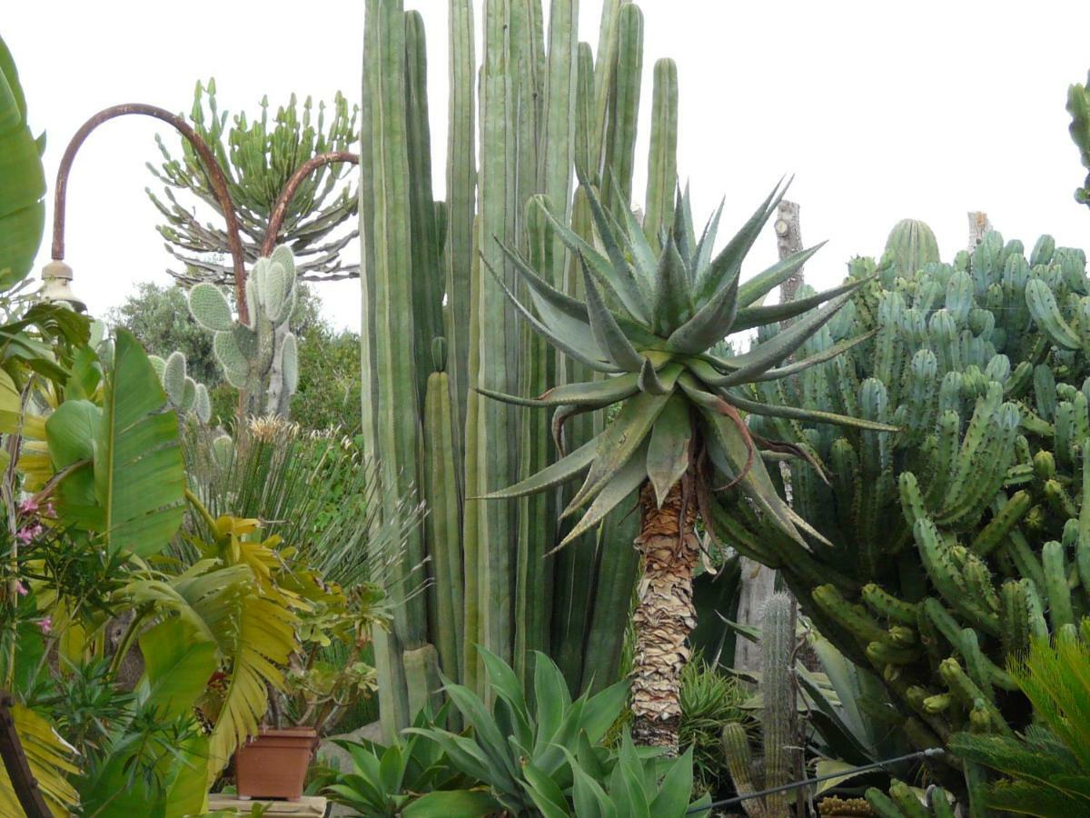 Villa Yucca 아볼라 외부 사진